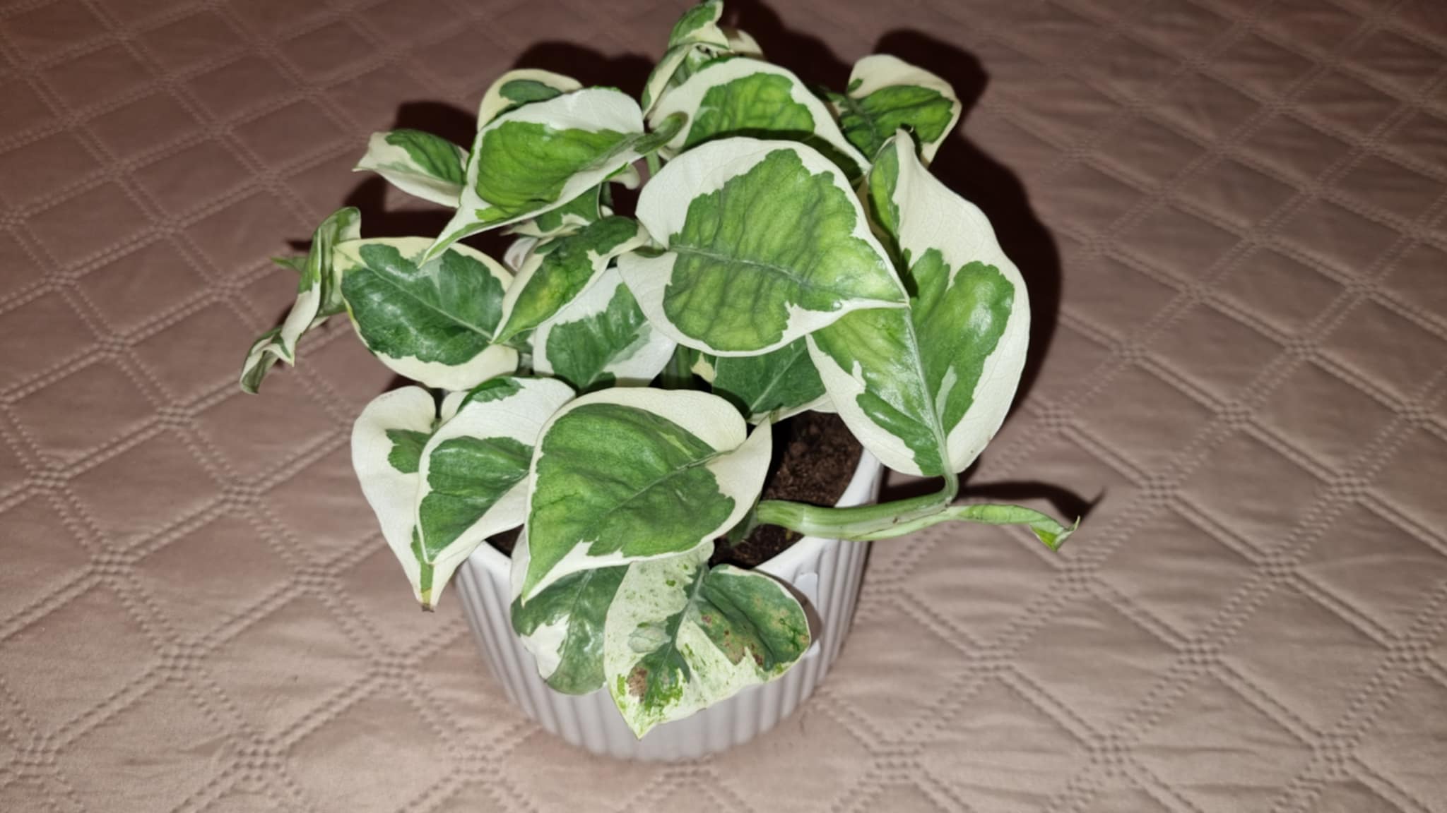 Epipremnum aur Njoy Image 2